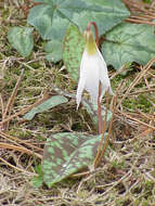 Image of Dog tooth lily