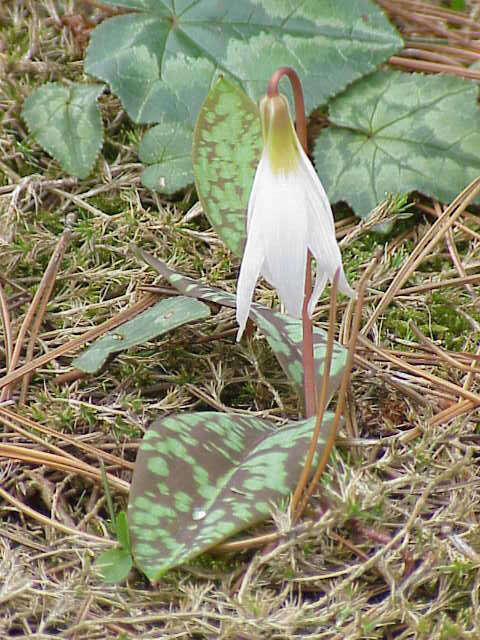 Image of Dog tooth lily