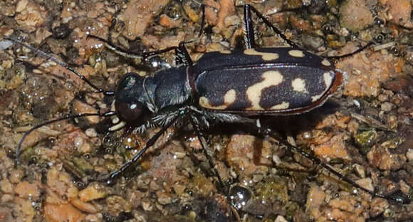 Image de Cicindela (Cicindelidia) hemorrhagica Le Conte 1851