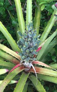 Image of Bromelia antiacantha Bertol.