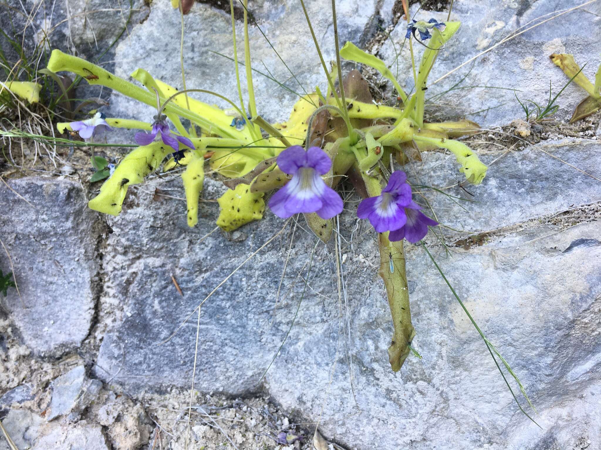 Image of Pinguicula longifolia DC.