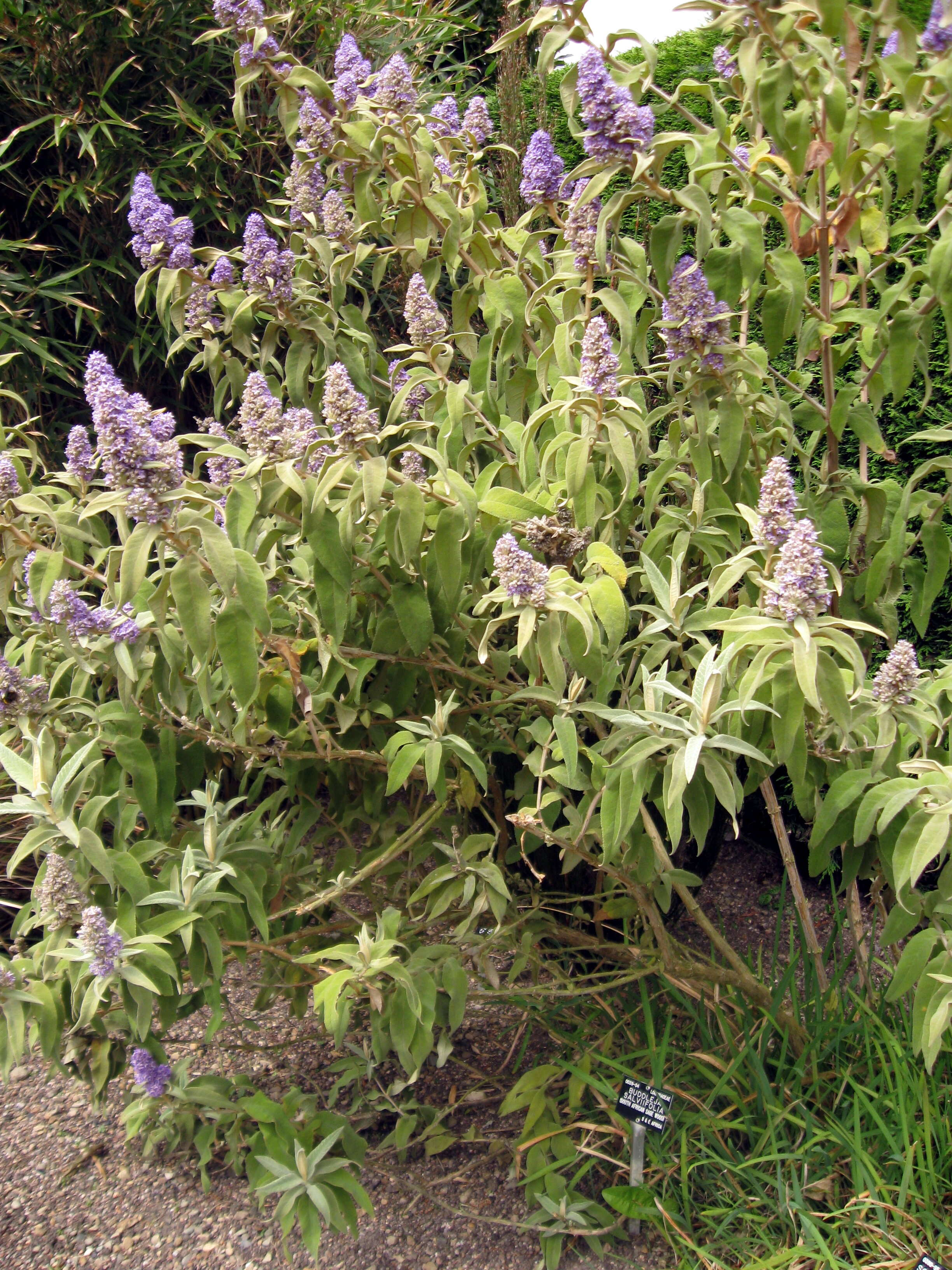 Image of Wild sagewood