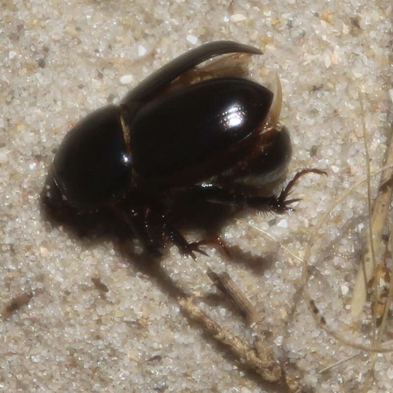 Image of black lawn beetle