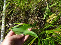 Imagem de Sagittaria australis (J. G. Sm.) Small