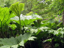 Image of giant rhubarb