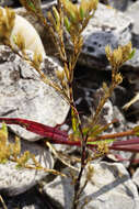 صورة Minuartia mucronata (L.) Schinz & Thell.