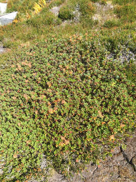 Image de Rhododendron columbianum (Piper) Harmaja