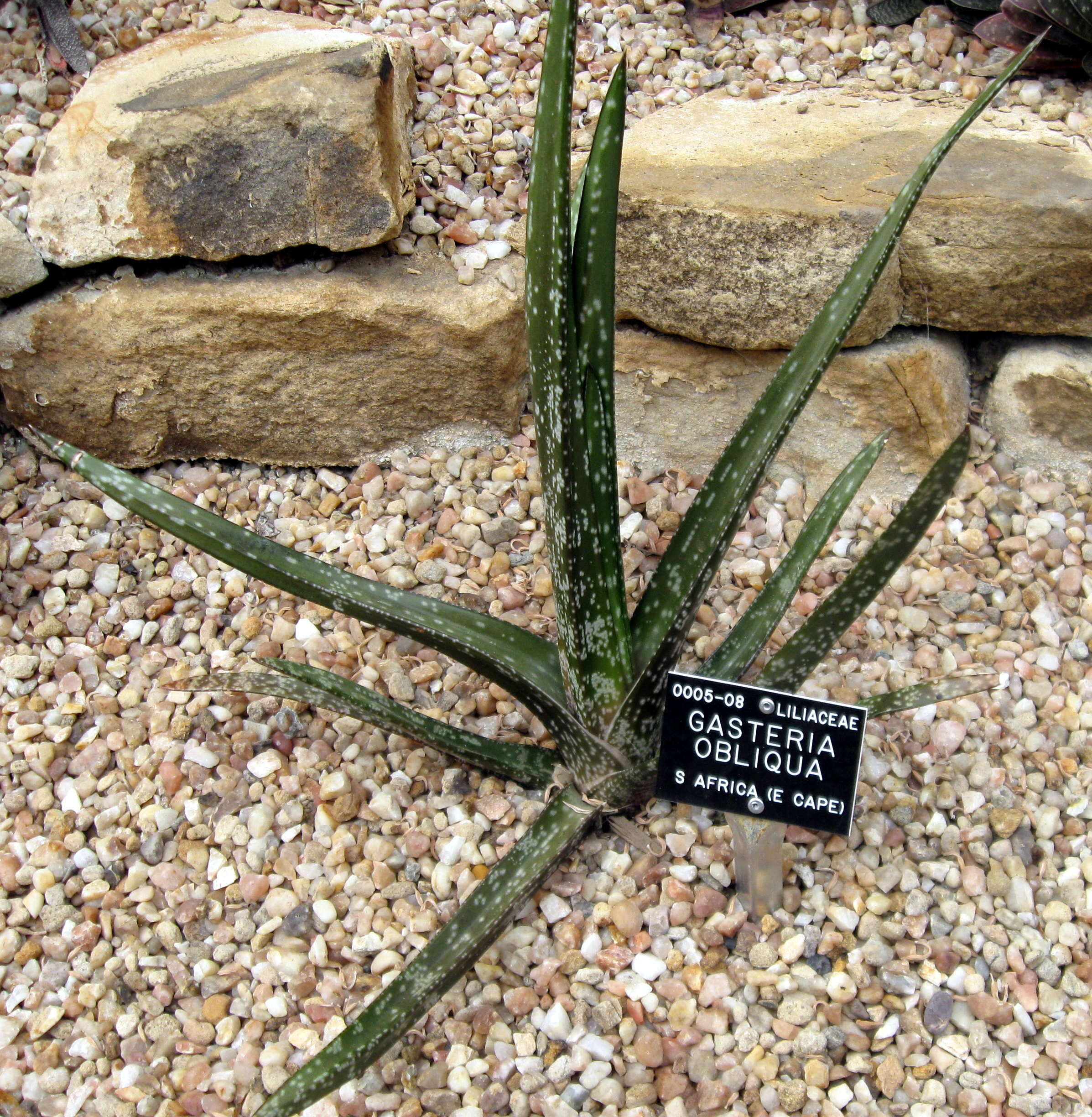 Image of Gasteria obliqua (Aiton) Duval