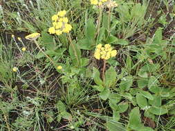 Image of Helichrysum nudifolium var. pilosellum (L. fil.) H. Beentje