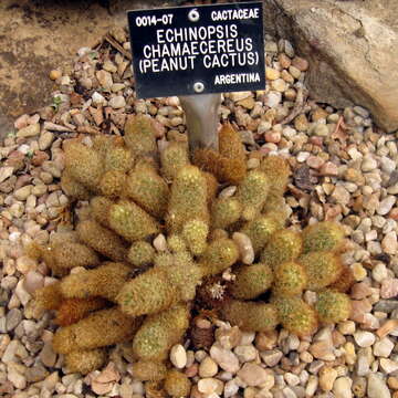 Image of Mammillaria elongata DC.