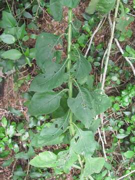 Image of Texas crownbeard