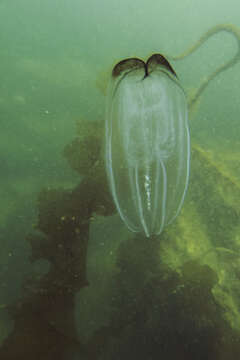 Image of common northern comb jelly