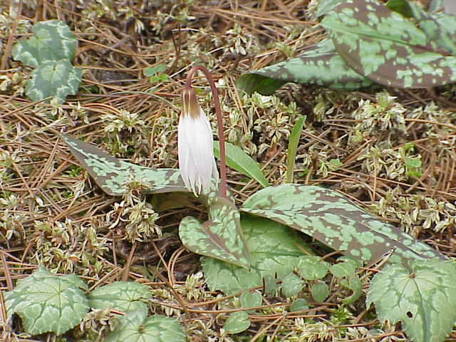 Image of Dog tooth lily