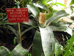 Image of urnplant