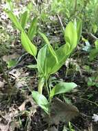 Image of Florida Bellwort