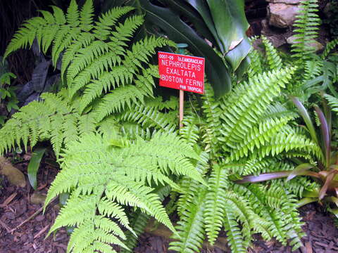 Image of Boston swordfern