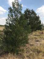 Image of green wattle