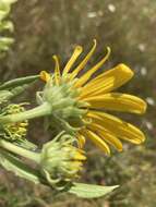 Sivun Helianthus nuttallii Torr. & A. Gray kuva