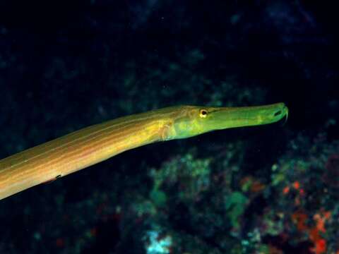 Image of trumpetfishes