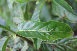 Image of Dioicodendron dioicum (K. Schum. & K. Krause) Steyerm.