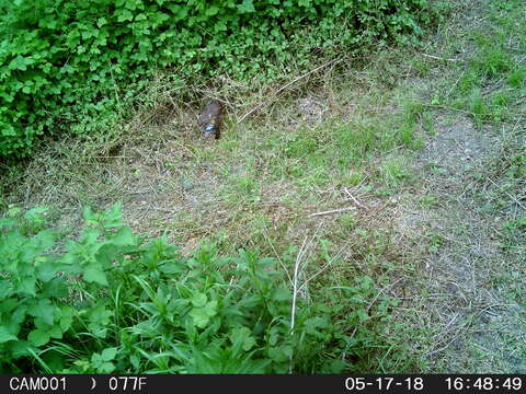 Image of European Pine Marten