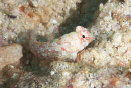 Image of Moyer&#39;s dragonet