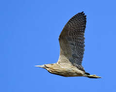 Image of great bittern, bittern