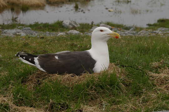 Image of Great Black-backed Gull