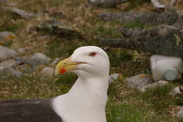 Image of Great Black-backed Gull