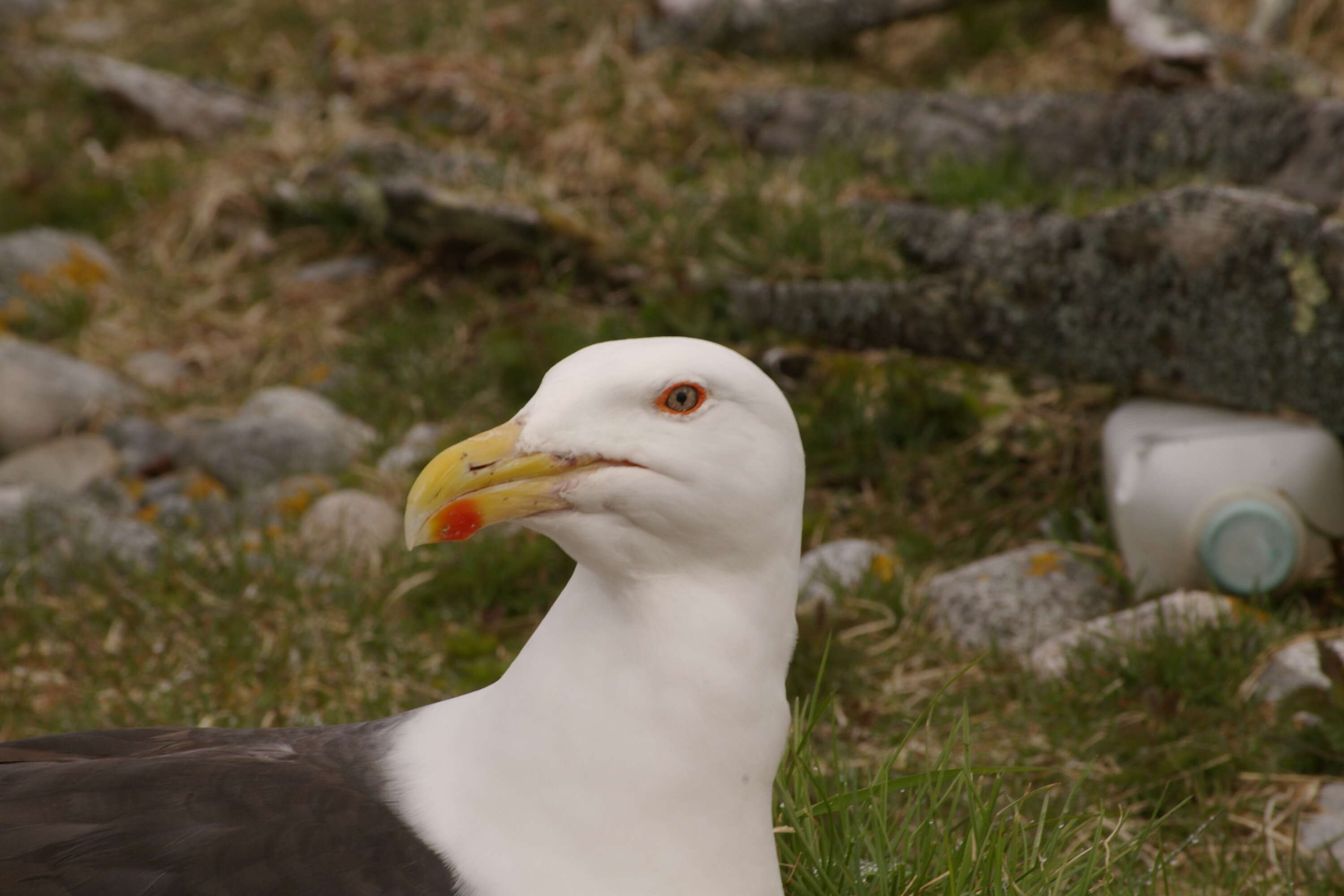 Image of Great Black-backed Gull