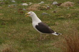 Image of Great Black-backed Gull