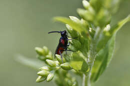 Image of Poison Ivy Sawfly