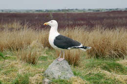 Image of Great Black-backed Gull