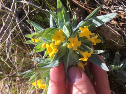 Image of California stoneseed