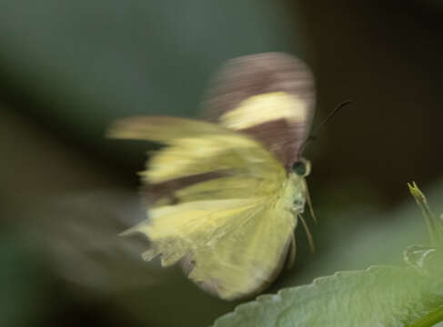 صورة Eurema tominia (Snellen van Vollenhoven 1865)