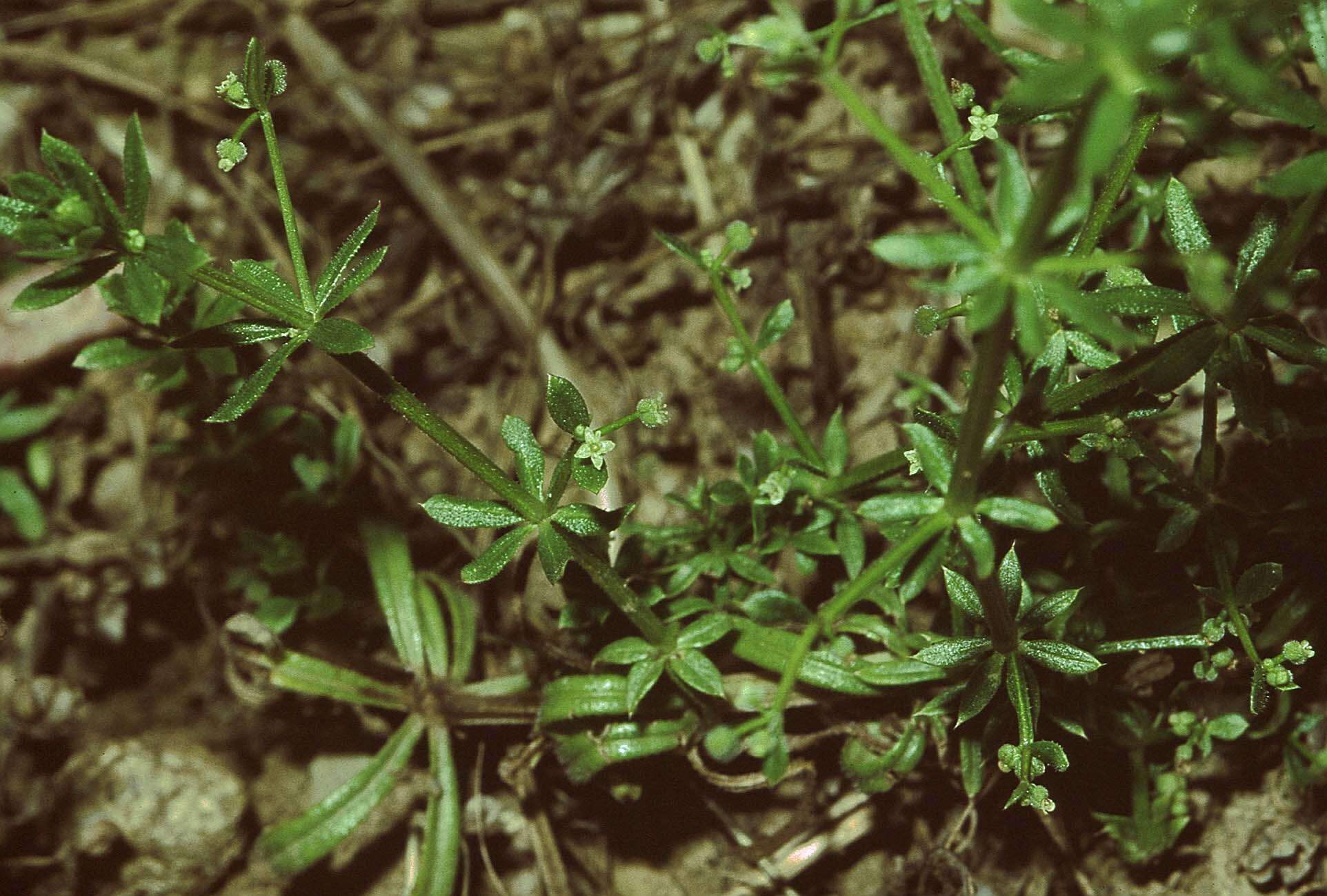 Image of bedstraw