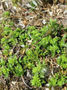 Image of smooth rupturewort