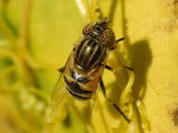 صورة Eristalinus megacephalus (Rossi 1794)