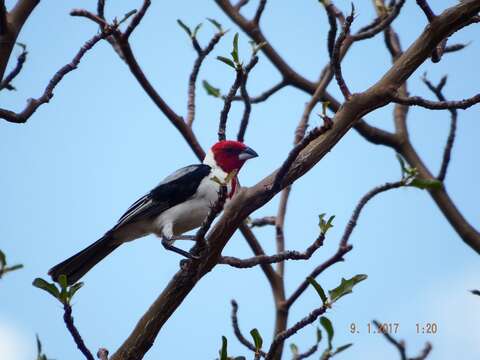 Image of Red-cowled Cardinal