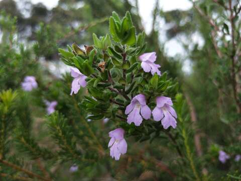 Image of Prostanthera densa A. A. Ham.