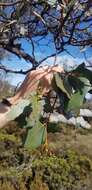 Image of cider gum