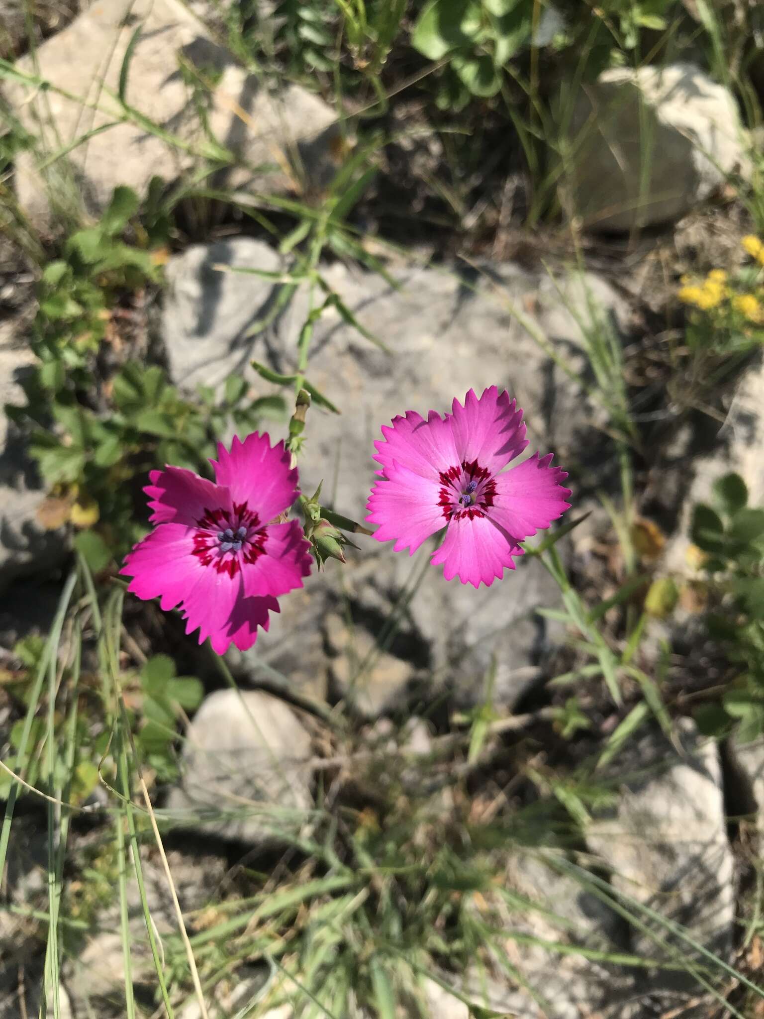 Image of Dianthus caucaseus Sims