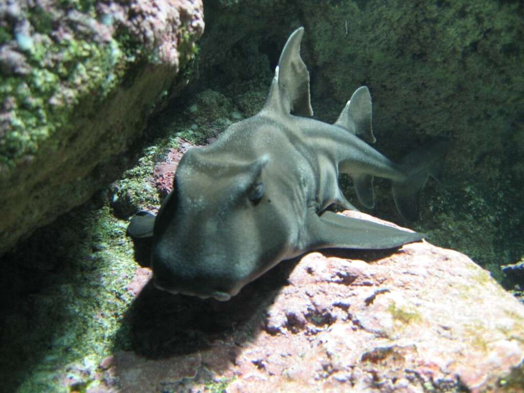 Image of Port Jackson Shark