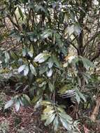 Image of Lasianthus chinensis (Champ.) Benth.