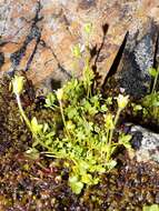 صورة Saxifraga hyperborea R. Br.