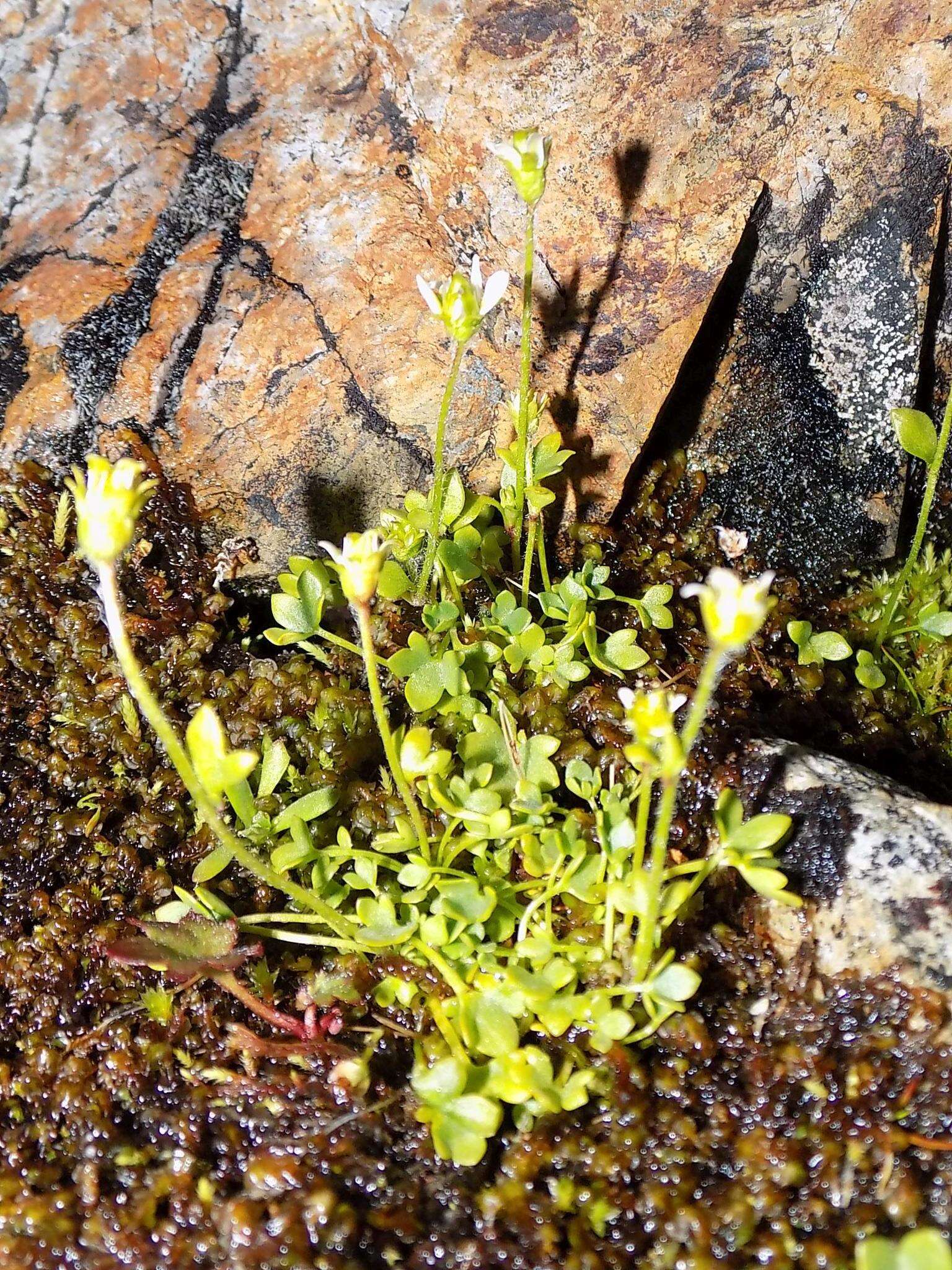 Image of pygmy saxifrage