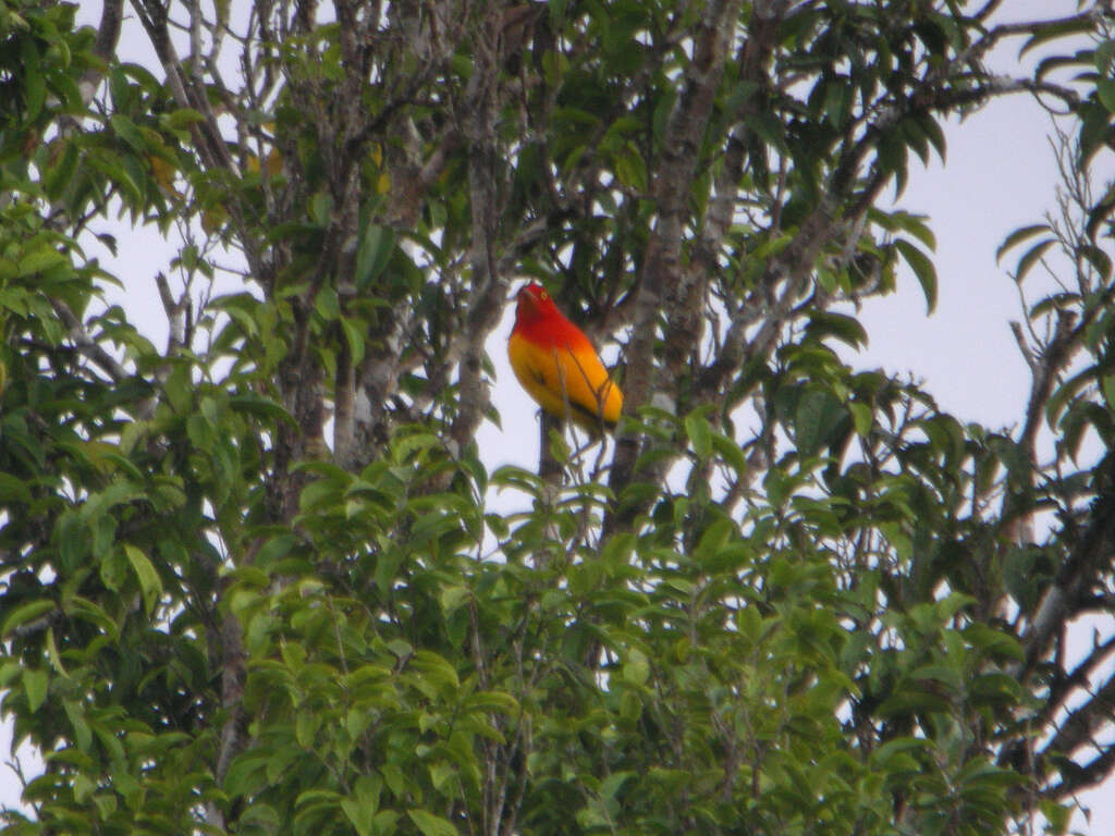 Image of Flame Bowerbird