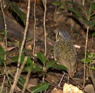 Image of Variegated Antpitta