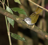 Слика од Myiothlypis leucoblephara (Vieillot 1817)