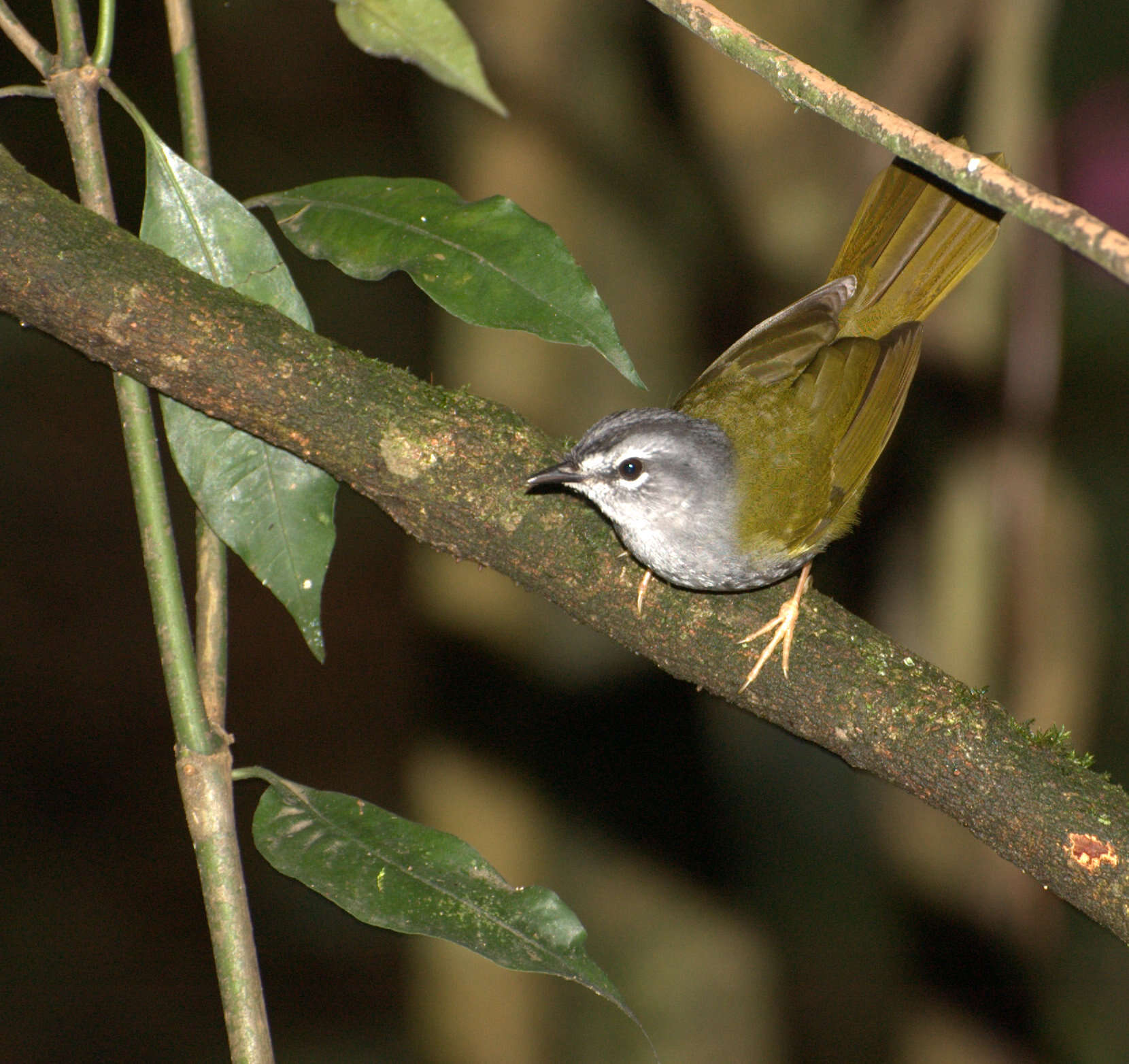 Слика од Myiothlypis leucoblephara (Vieillot 1817)